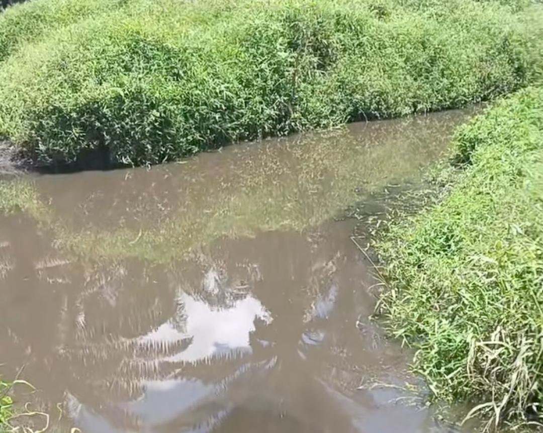 Limbah Pabrik PT Gelobal Kalimantan Makmur Diduga Cemari Sungai Setogor Sekayam
