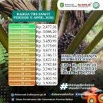 PTPN IV Disorot, Selisih Harga Sawit Lebih dari Rp600 per Kilogram Dinilai Merugikan Petani