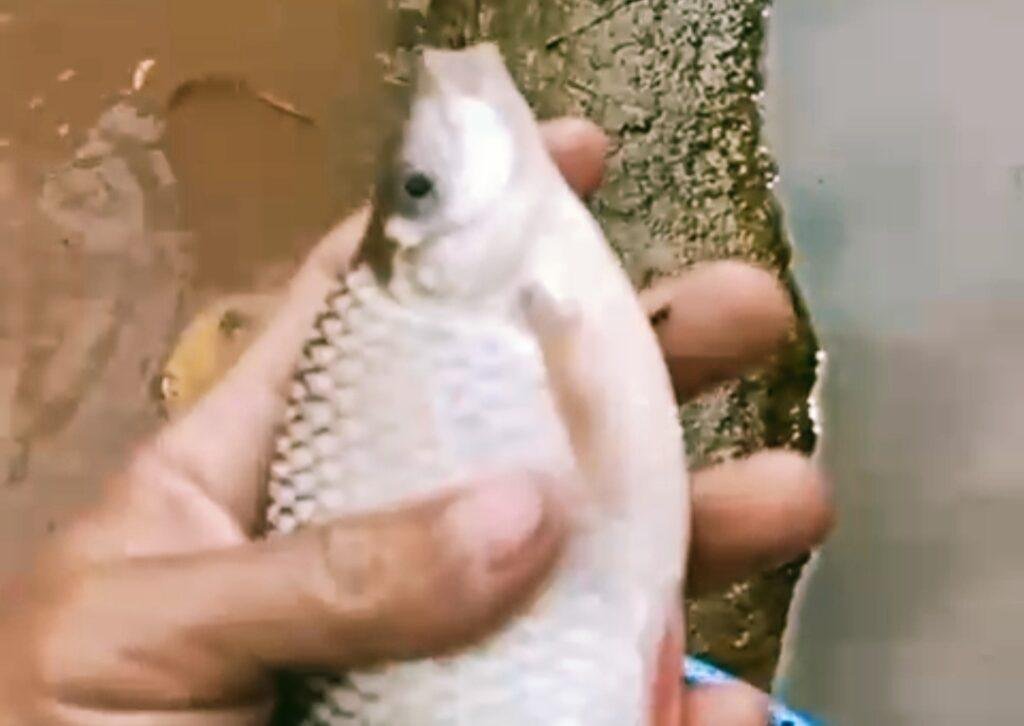 Warga Desak Pemerintah Turun! Dugaan Pencemaran Sungai Oleh PT MKS