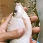 Warga Desak Pemerintah Turun! Dugaan Pencemaran Sungai Oleh PT MKS