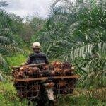 Selisih Harga Sawit Bikin Heboh, Ini Klarifikasi Resmi PTPN IV