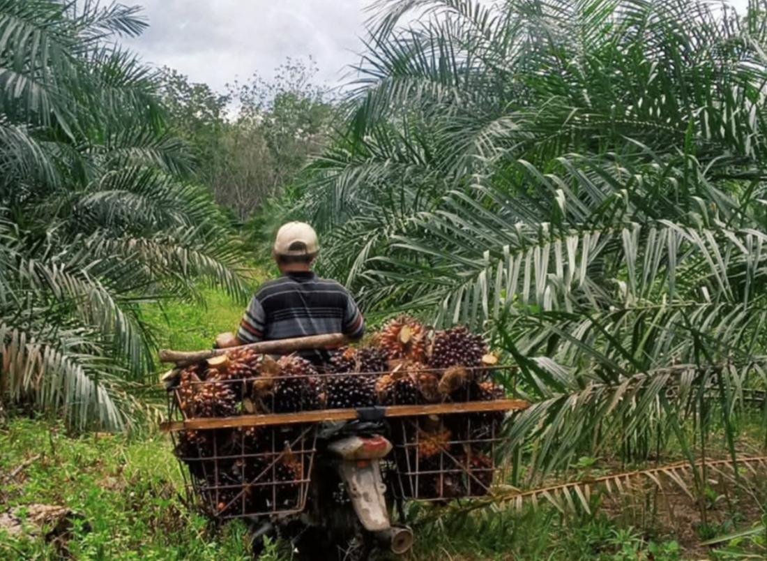 Selisih Harga Sawit Bikin Heboh, Ini Klarifikasi Resmi PTPN IV