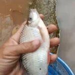 Warga Desak Pemerintah Turun! Dugaan Pencemaran Sungai Oleh PT MKS