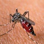 Kasus Suspek Chikungunya Naik di Kecamatan Kapuas, Ini Kata Dinkes Sanggau