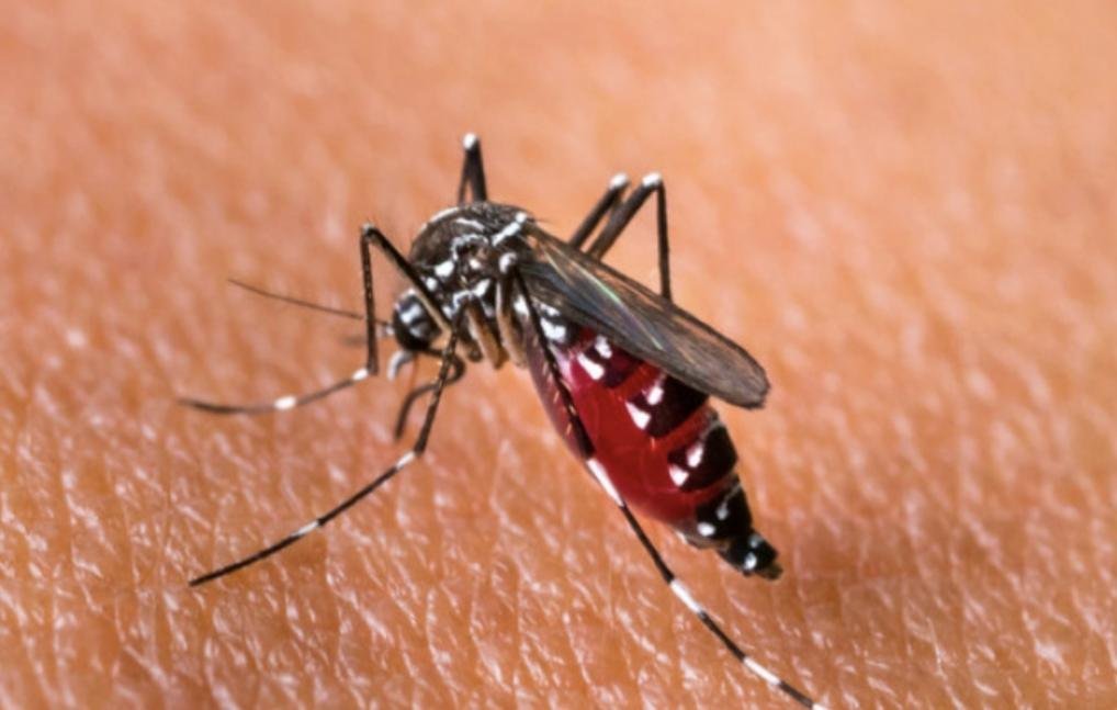 Kasus Suspek Chikungunya Naik di Kecamatan Kapuas, Ini Kata Dinkes Sanggau
