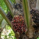 Kabar Baik Petani Sawit! Polda Kalbar Kawal Harga TBS Sesuai Aturan