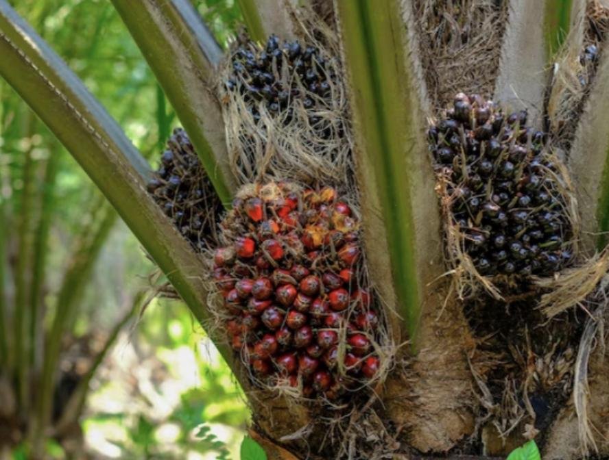 Kabar Baik Petani Sawit! Polda Kalbar Kawal Harga TBS Sesuai Aturan